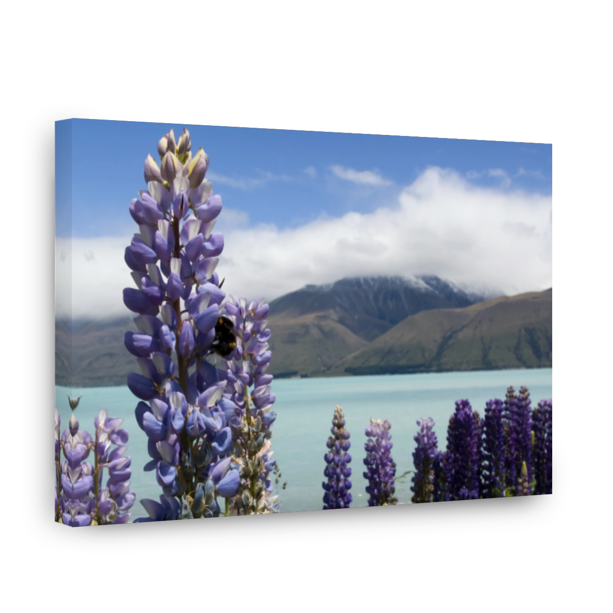 Lupin Flower with Bee at Lake Pukaki, New Zealand