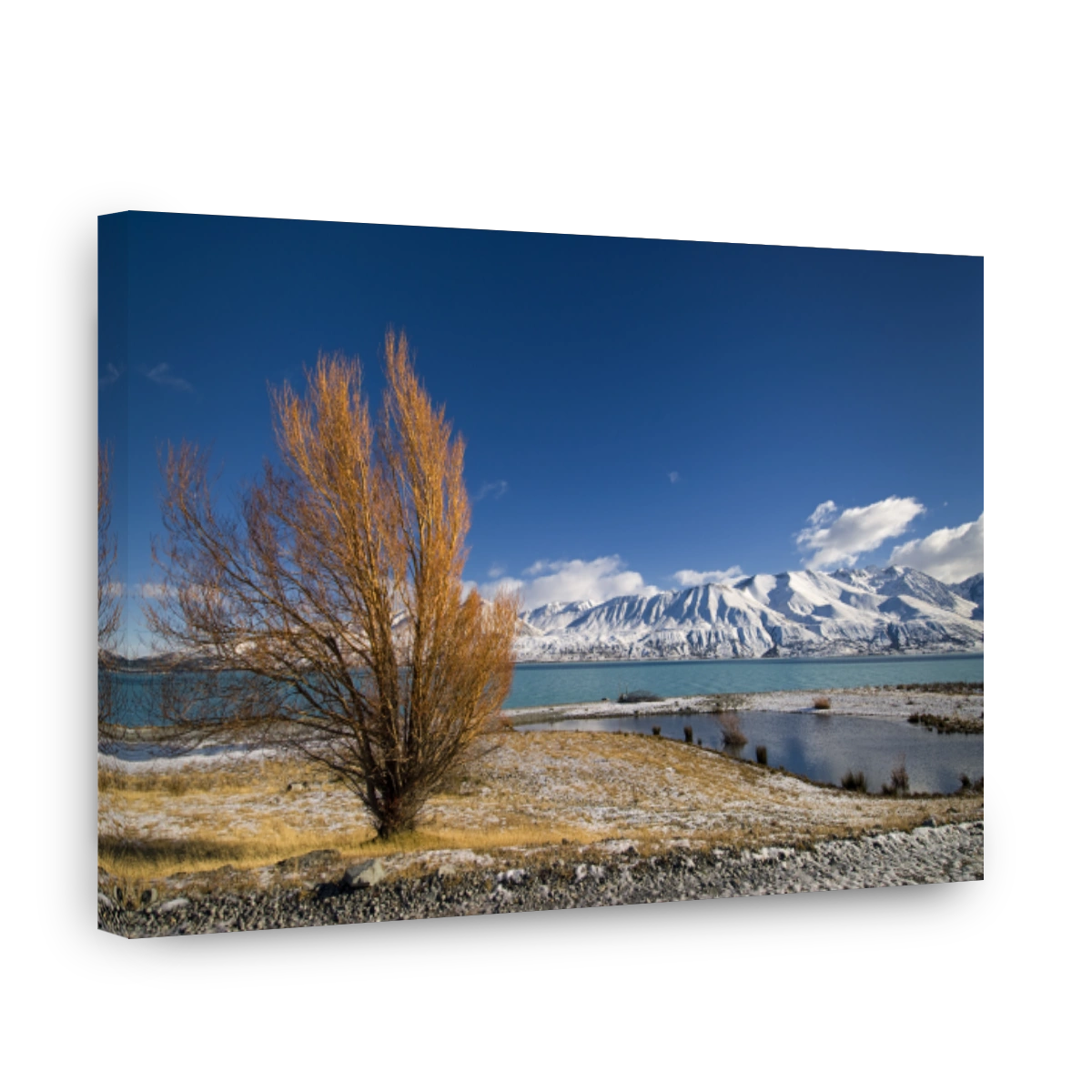 Serene Lake Pukaki with Autumn Tree and Snow Capped Mountains