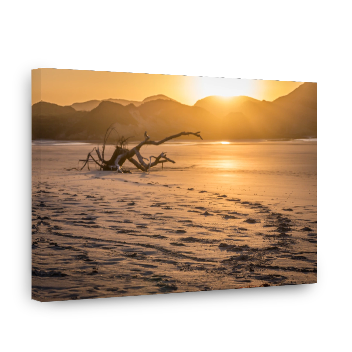 Serene driftwood on Wharariki Beach at sunset