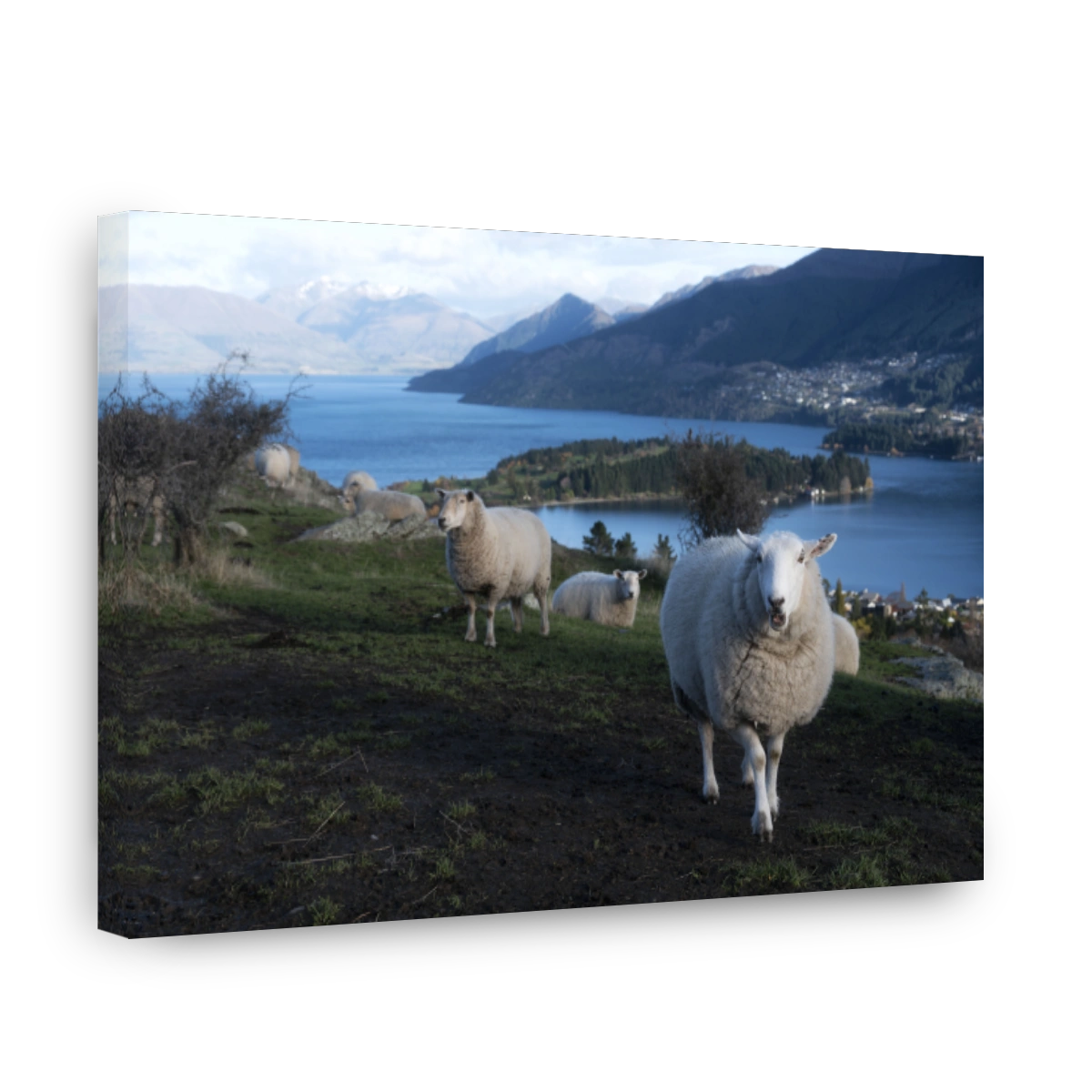 Sheep grazing in scenic Queenstown, New Zealand