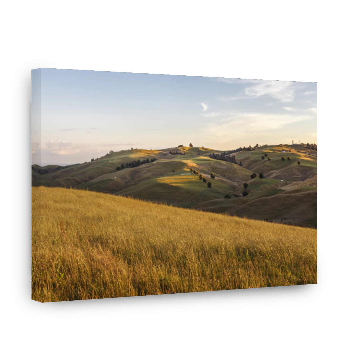 Tranquil Agricultural Field in Hamilton, New Zealand