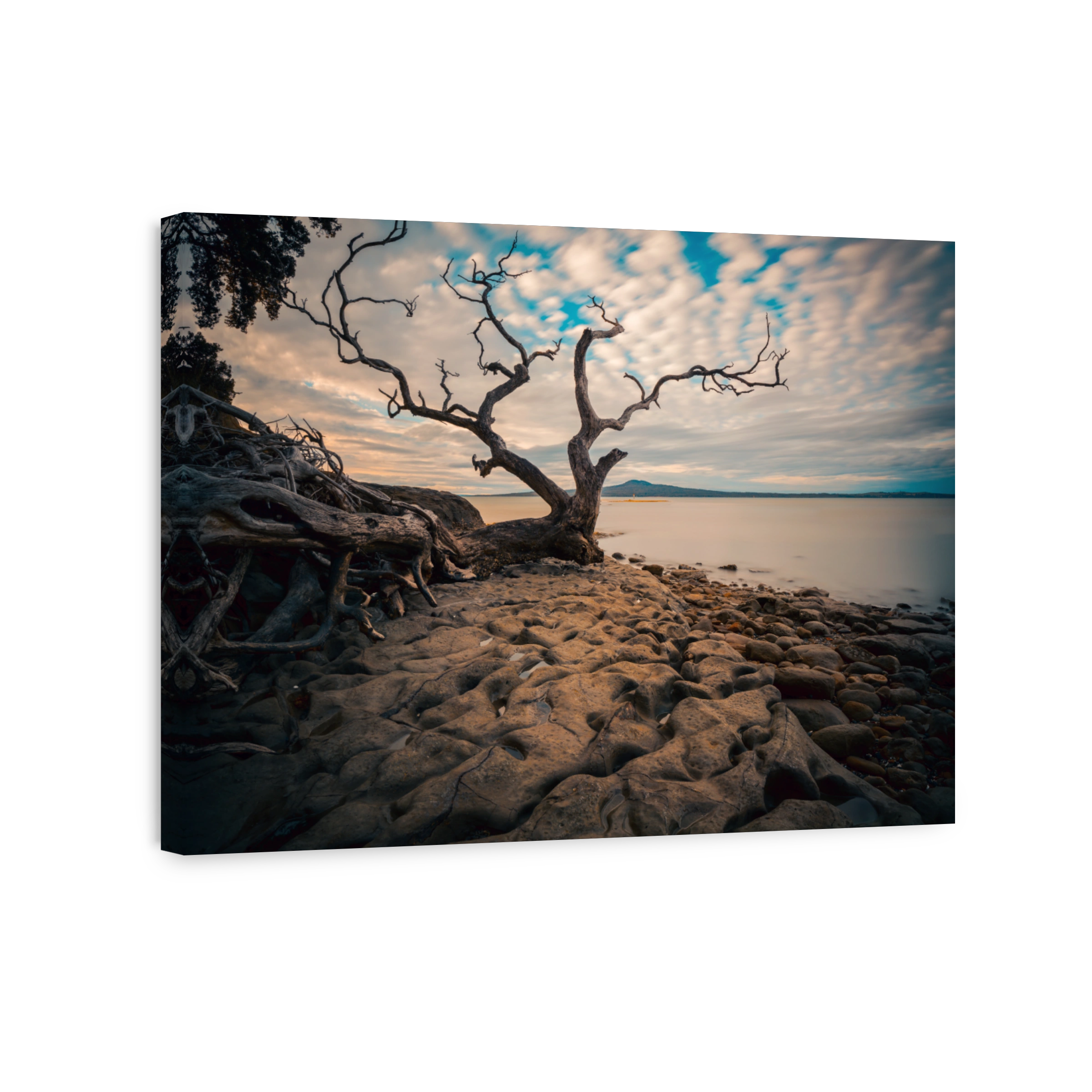 Dead Tree on Rocky Shoreline | Rangitoto Island