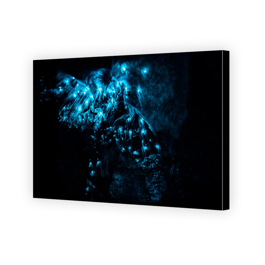 Mysterious Blue Glowworms in Waipu Cave