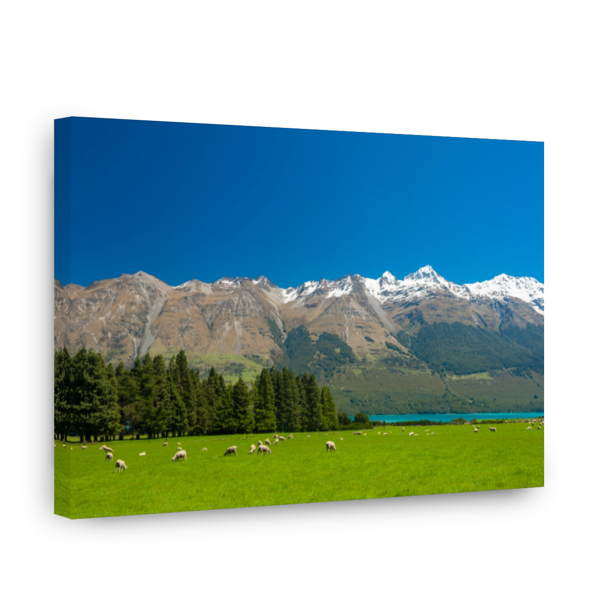 New Zealand Mountains and Sheep Grazing