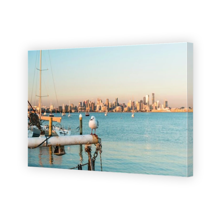 Seagull overlooking the City of Melbourne skyline