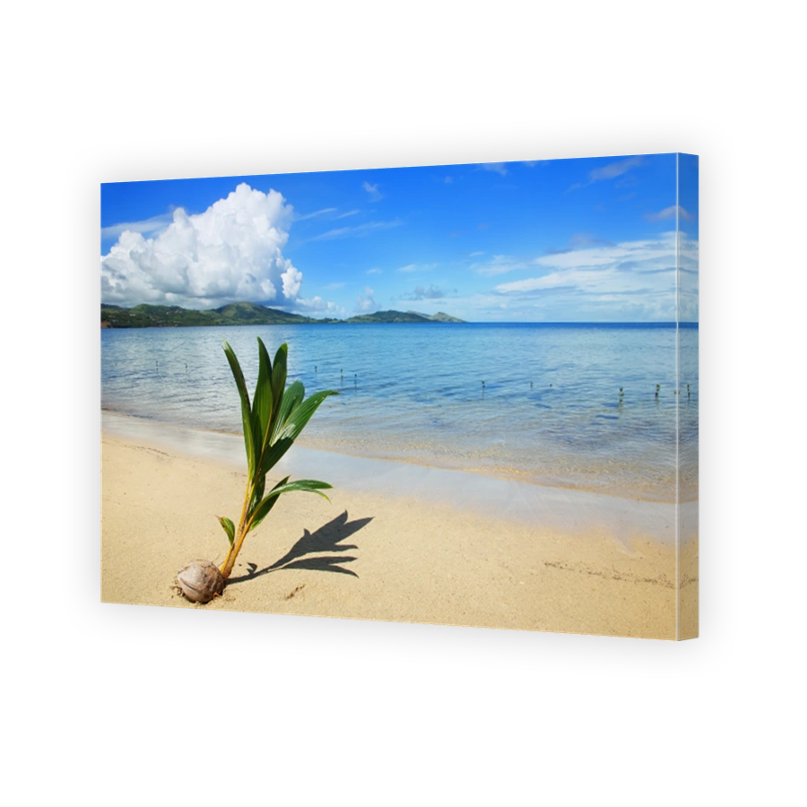 Palm tree sprout on a tropical beach, Nananu-i-Ra island, Fiji