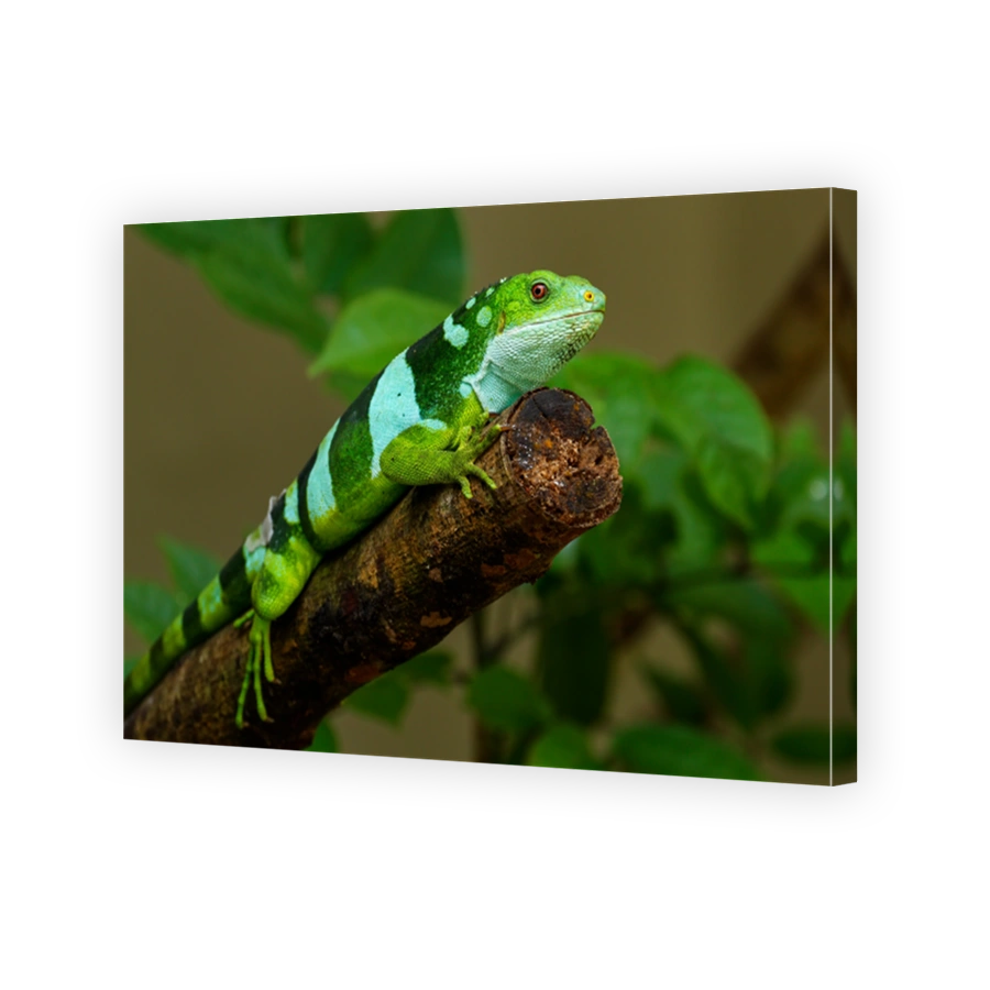 Male Fiji banded iguana (Brachylophus fasciatus) on Viti Levu Is