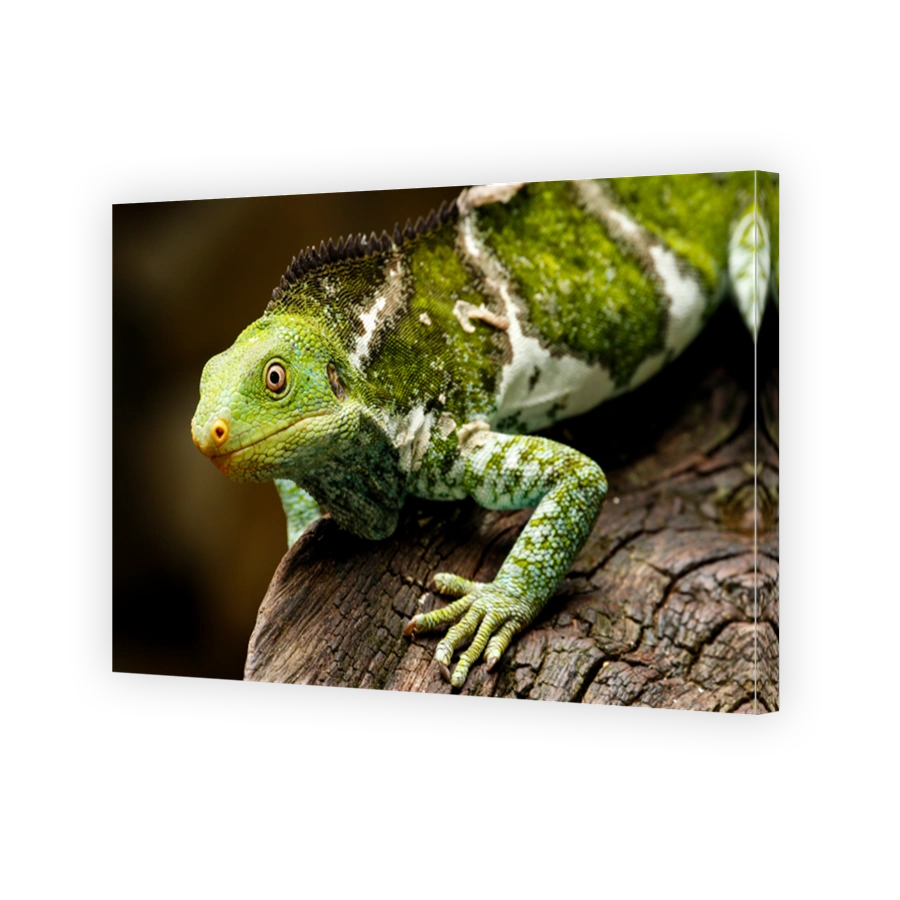 Fijian crested iguana (Brachylophus vitiensis) on Viti Levu Isla