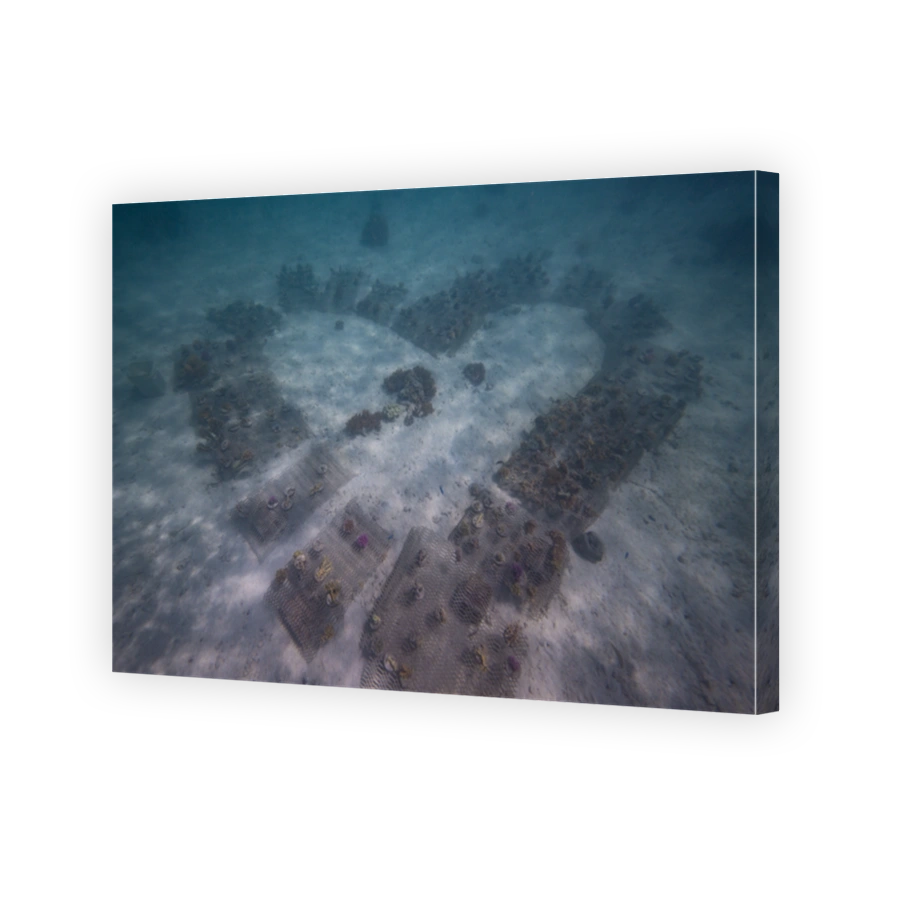 Growing corals underater