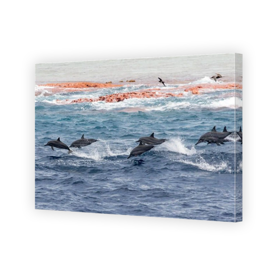 A pod of spinner dolphins leap along the reef at Millennium atoll in the southern line islands of Kiribati.