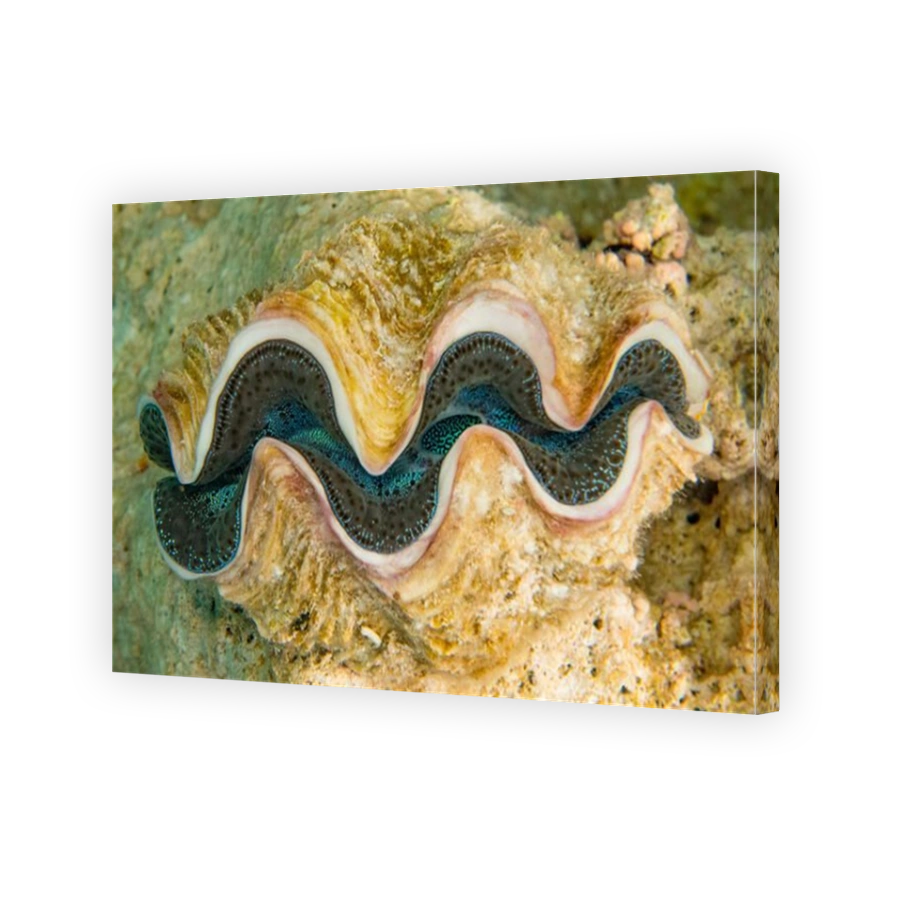 A Tridacna giant clam in the inner lagoon of Millennium atoll, Southern Line Islands, Kiribati