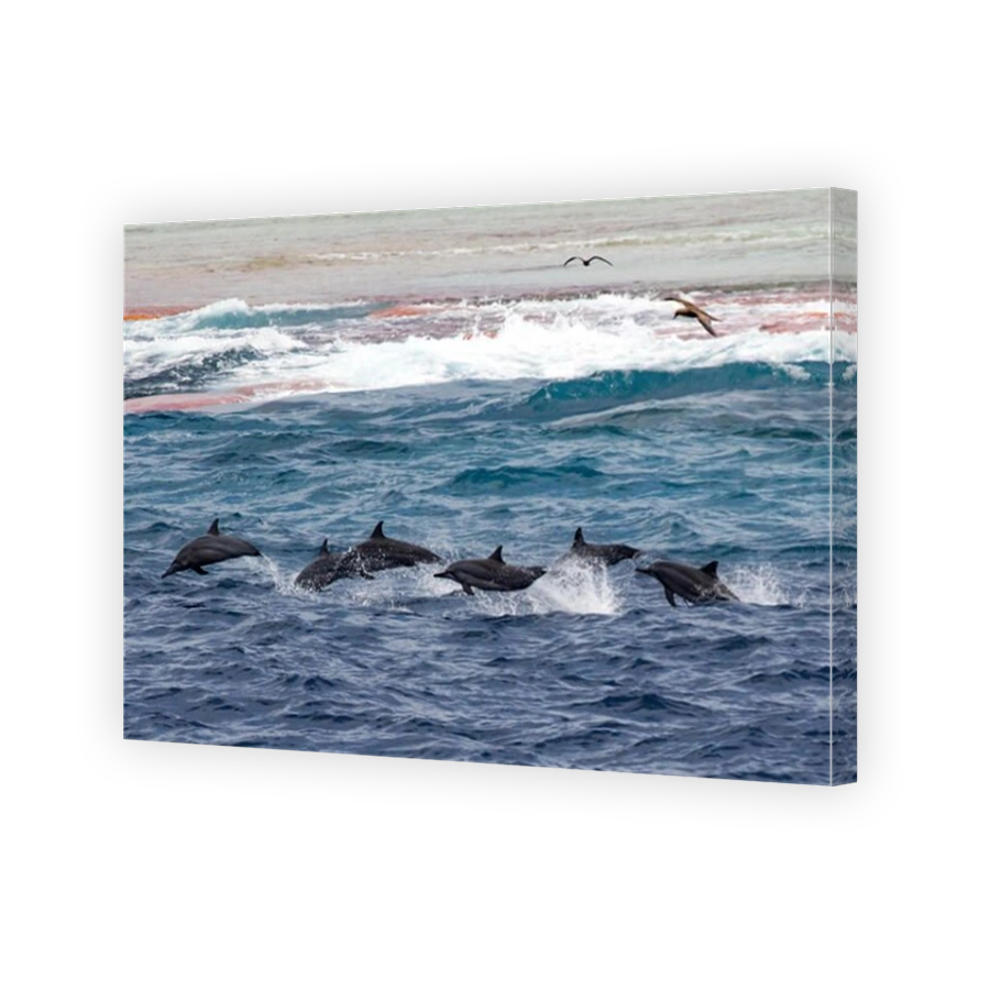 A pod of spinner dolphins leap along the reef at Millennium atoll in the southern line islands of Kiribati.