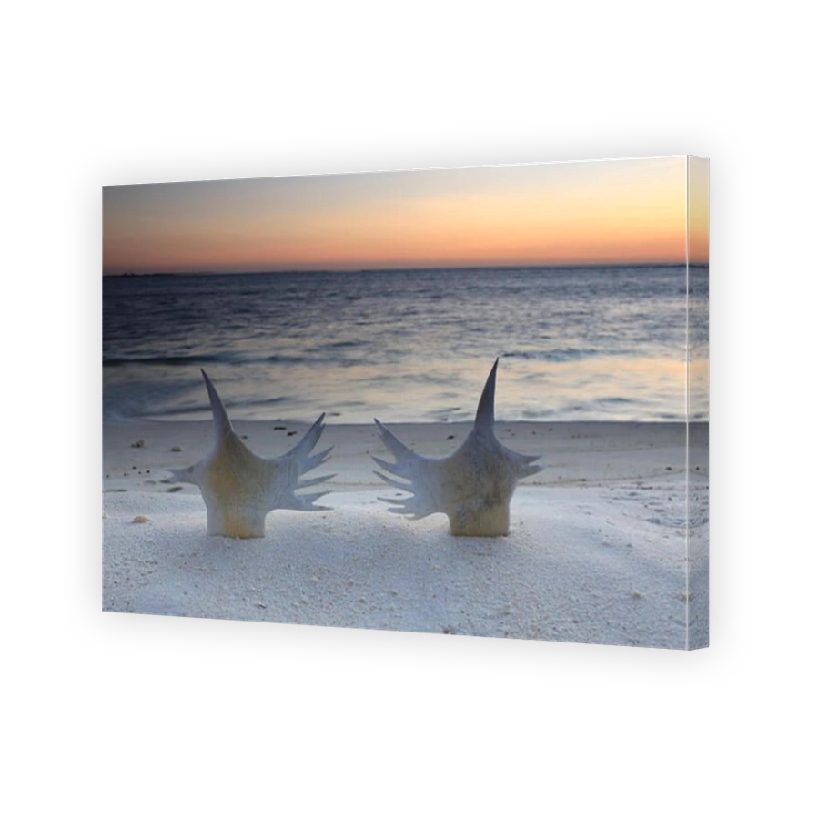 Sea turtle bones, Christmas (Kiritimati) Island, Kiribati