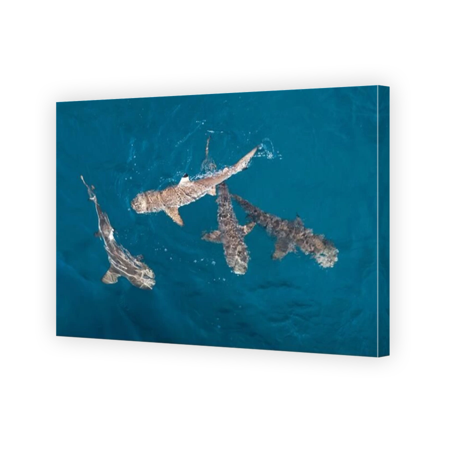 Blacktip reef sharks, Carcharhinus melanopterus, swim at the surface near a remote island in the Solomon Islands. These are small reef predators.