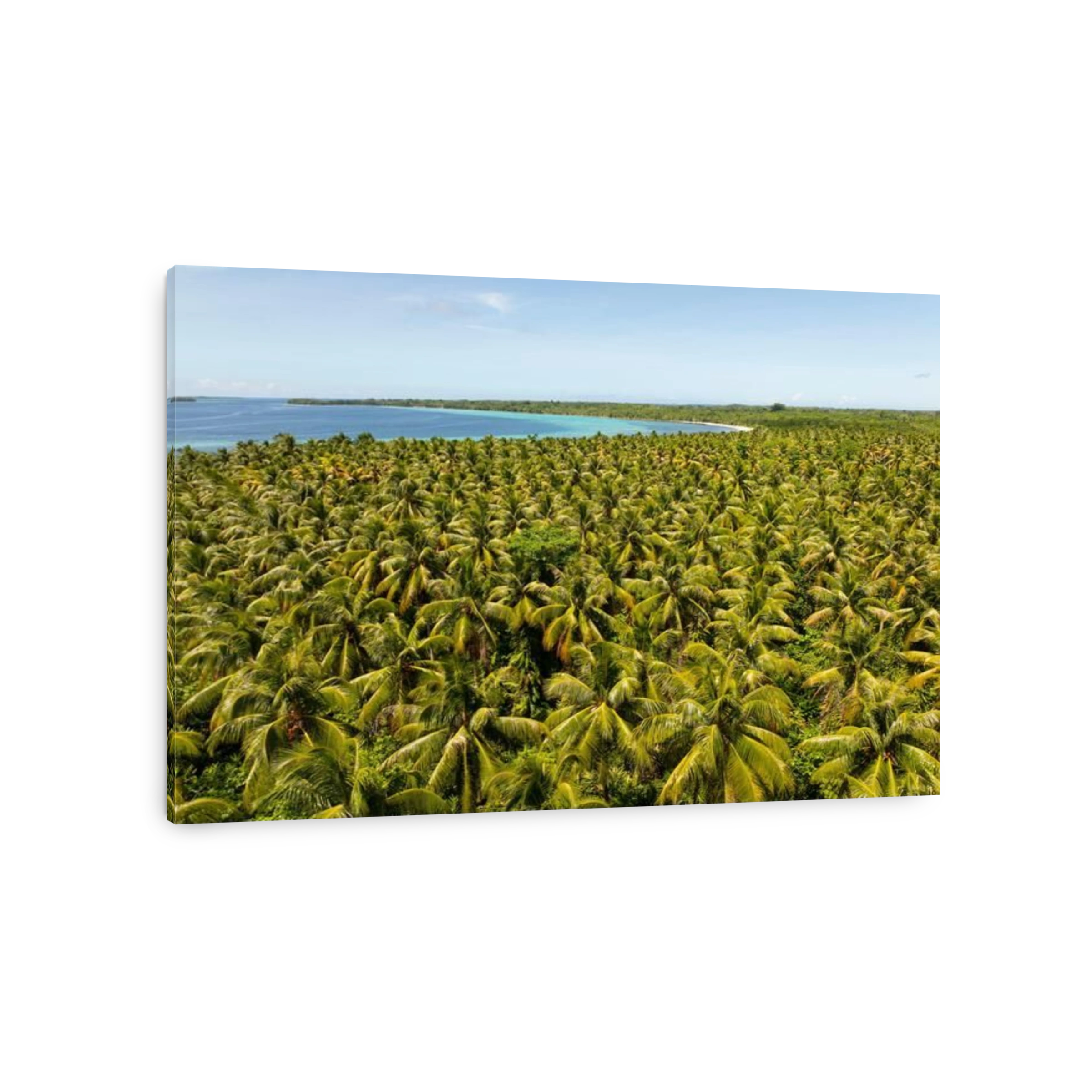 Large Coconut Palm Plantation on Russell Islands, Solomon Islands