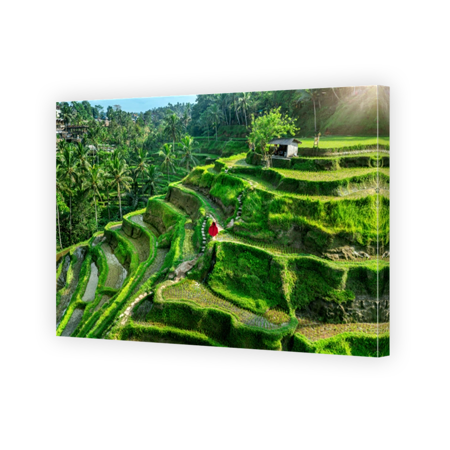 Tourist in red dress walking on tegalalang rice terrace in Bali, Indonesia.