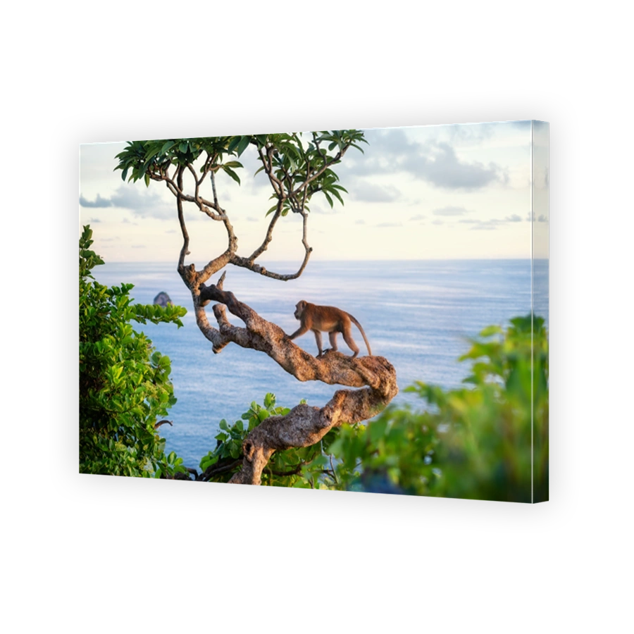 Monkey on the tree. Animals in the wild. Landscape during sunset. Kelingking beach, Nusa Penida, Bali, Indonesia. Travel - image