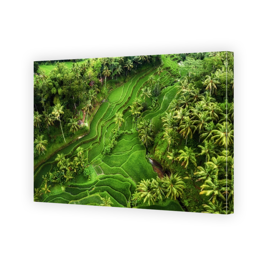 Aerial view of rice terraces. Landscape from drone. Agricultural landscape from the air. Rice terraces in the summer. Bali, Indonesia. Travel - image