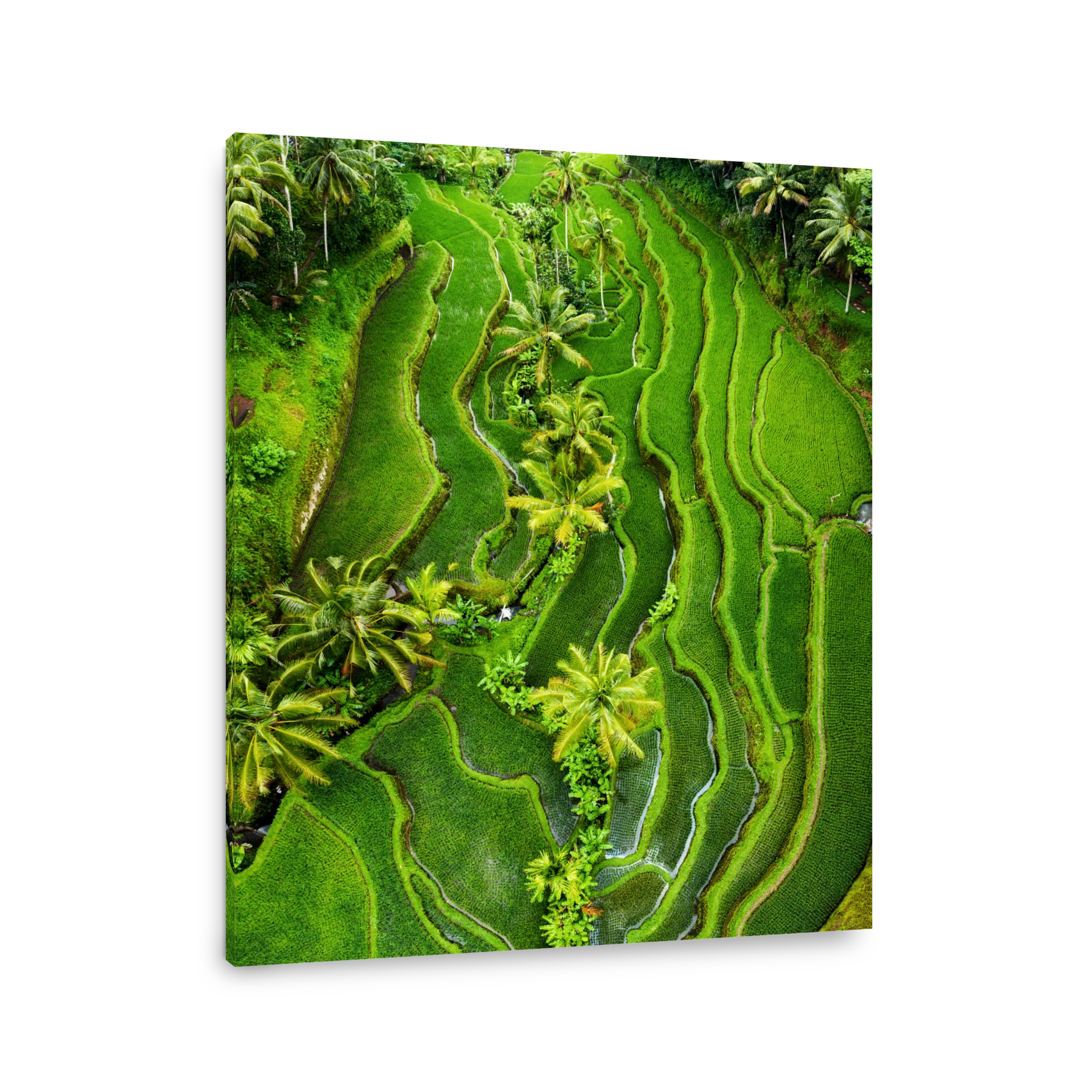 Aerial view on the rice terraces. Landscape with drone. Agricultural landscape from the air. Rice terraces in the summer. Bali, Indonesia. Travel - image