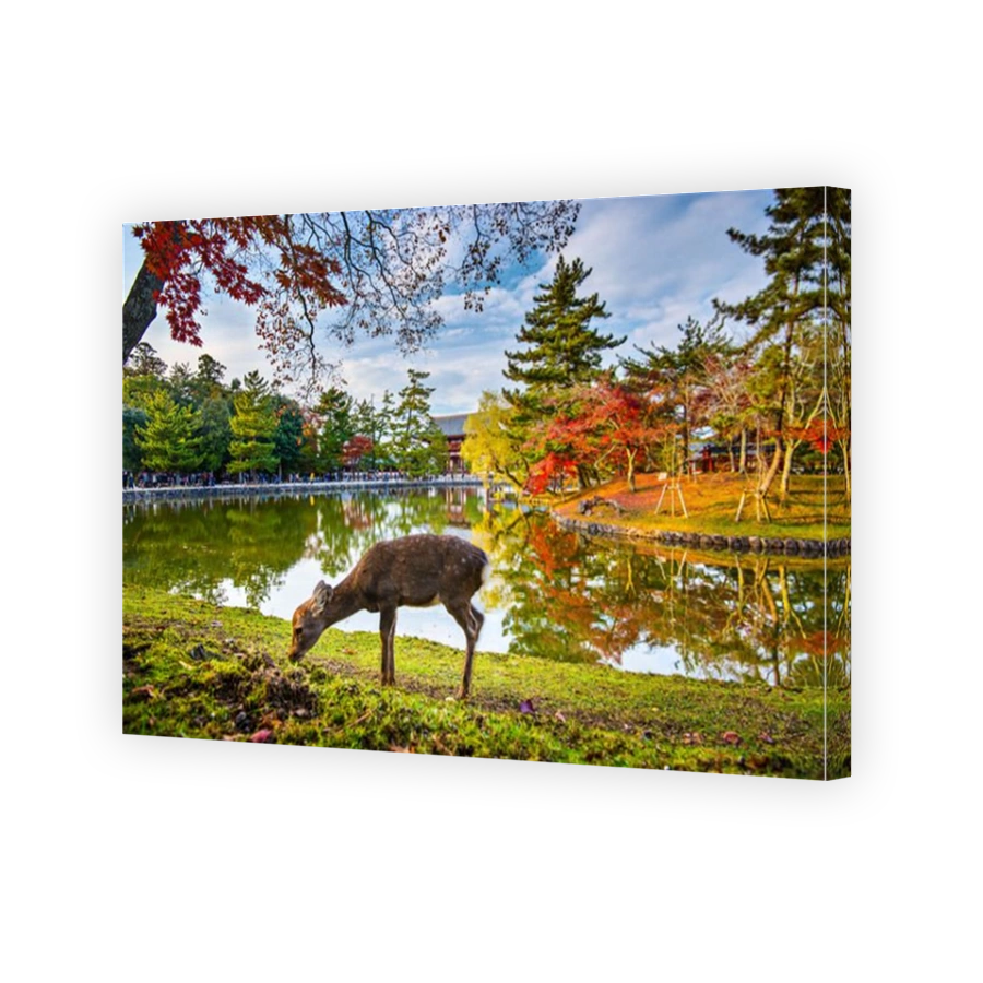 Deer grazes near Todai-ji Temple in Nara, Japan.