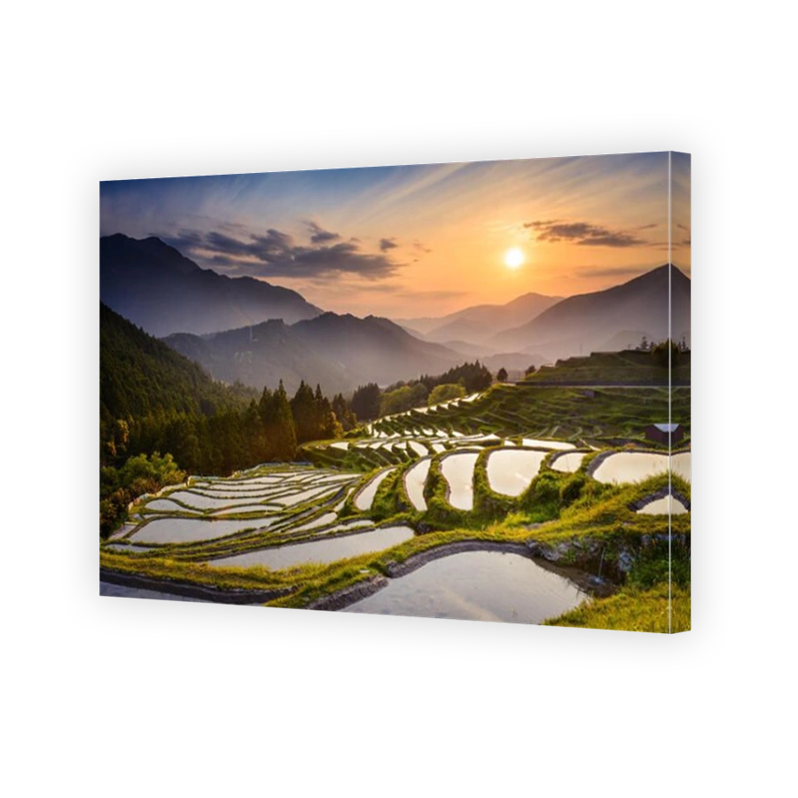 Japanese rice terraces at sunset. Maruyama-senmaida, Kumano, Japan.