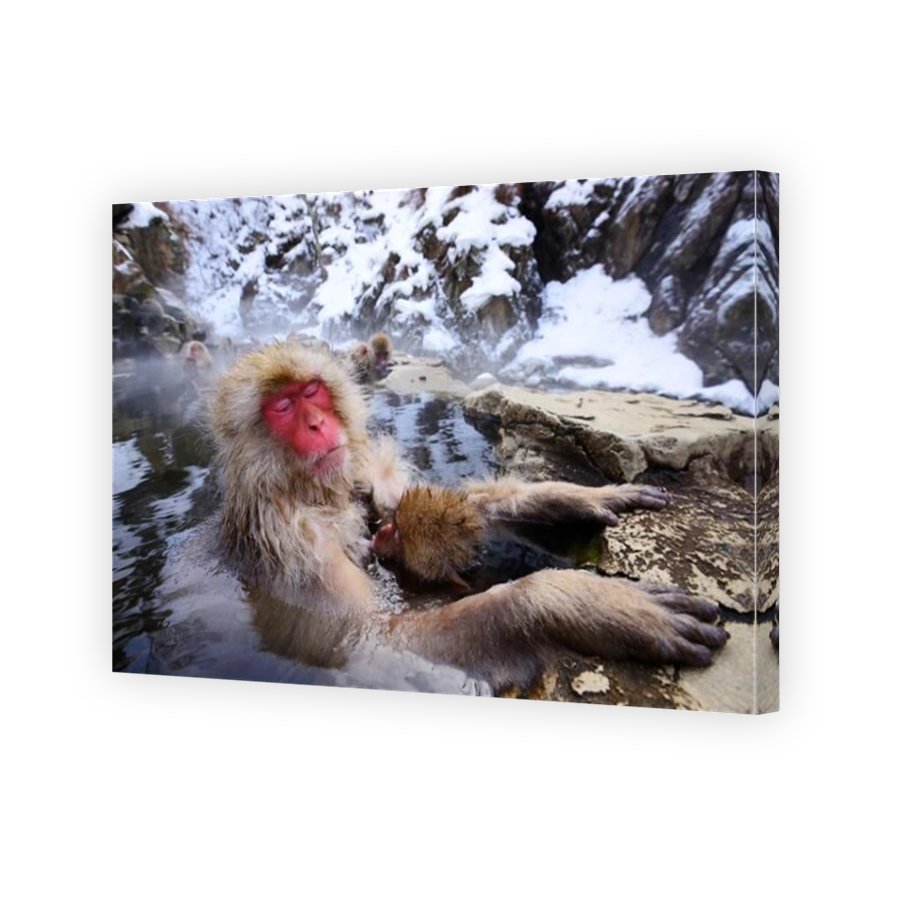 A Japanese Macaque relaxes in the hot spring protecting its young.