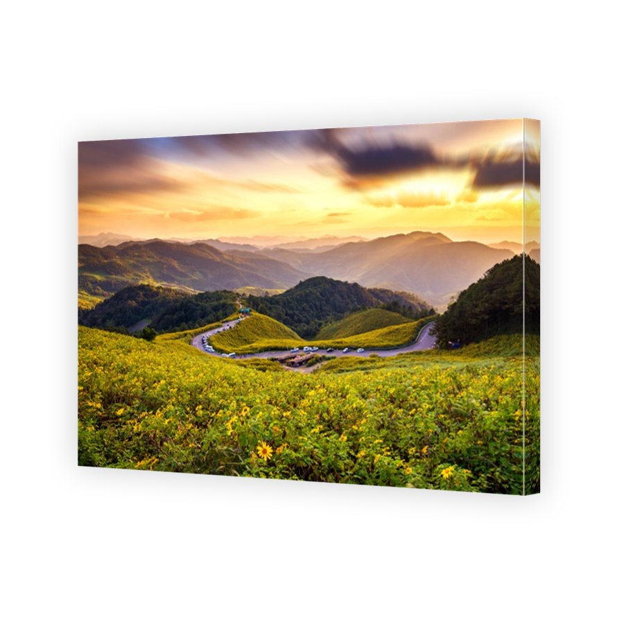 Sunset Landscape nature Mexican sunflower field