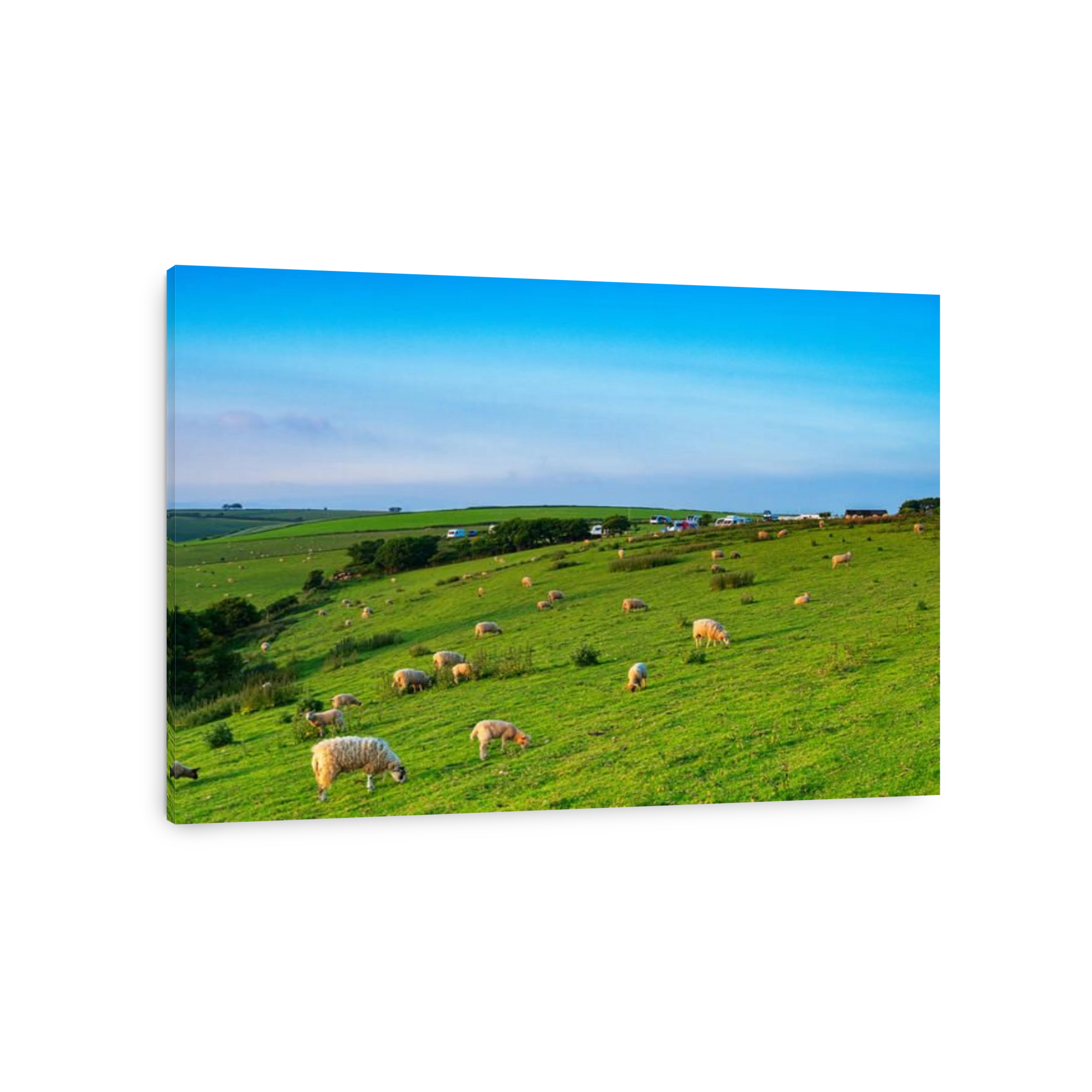 Farmland with sheep near Plymouth, Devon UK, with a caravan site in view.