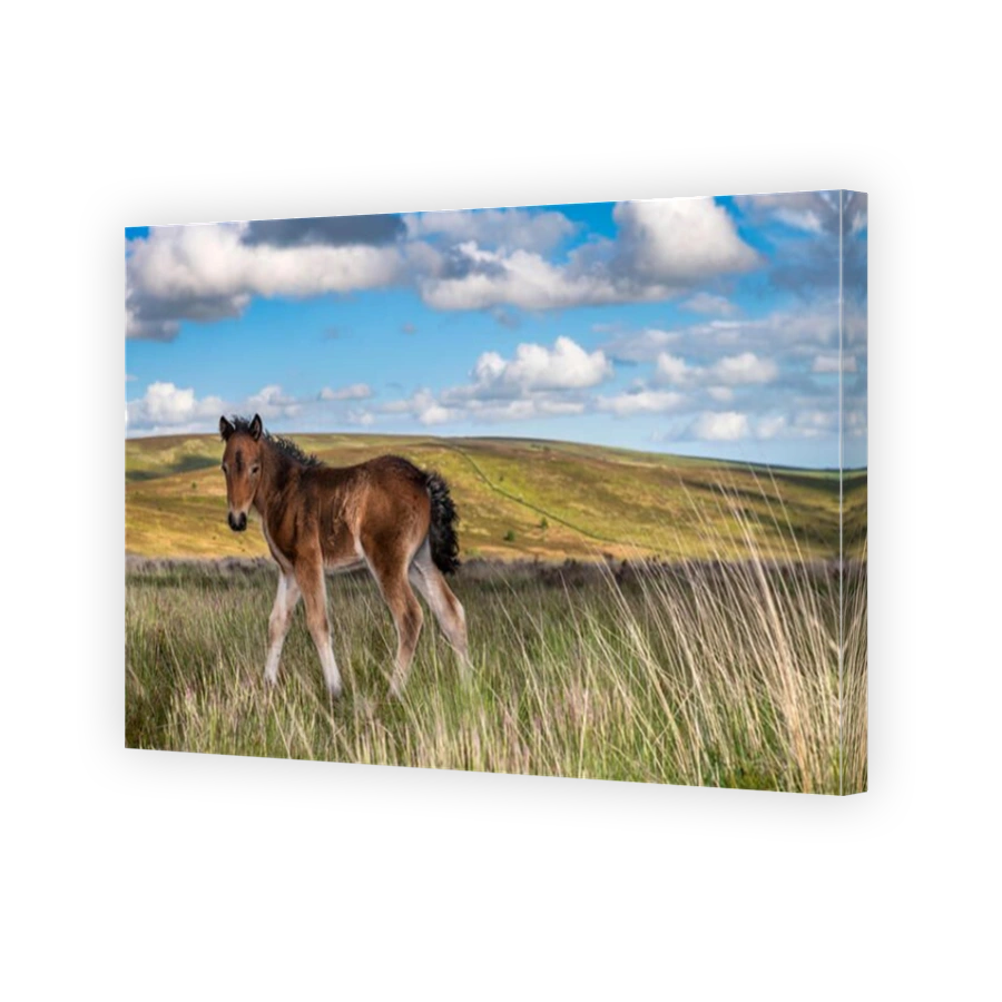 A wild newborn Dartmoor foal seeks the protection of it's mother on the windswept moorland near Postbridge.