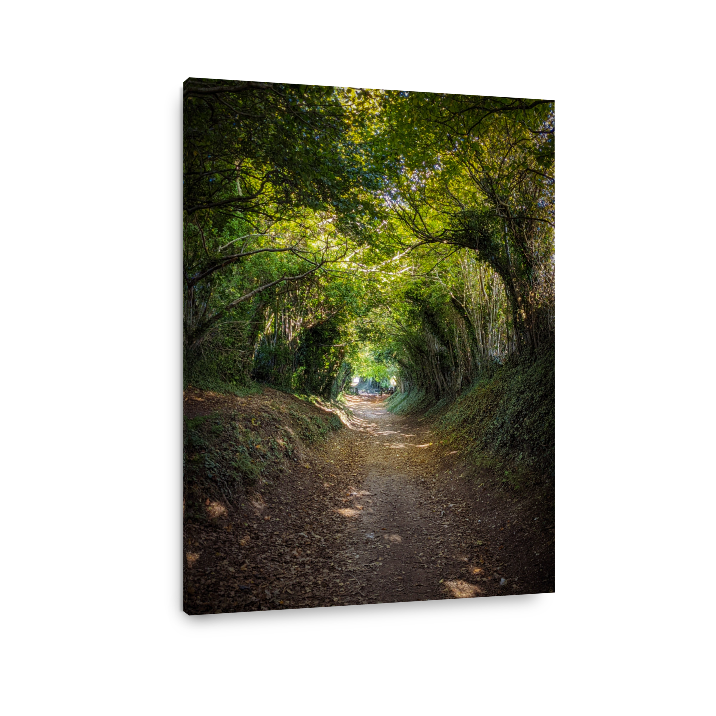 Springtime at Halnaker tree tunnel