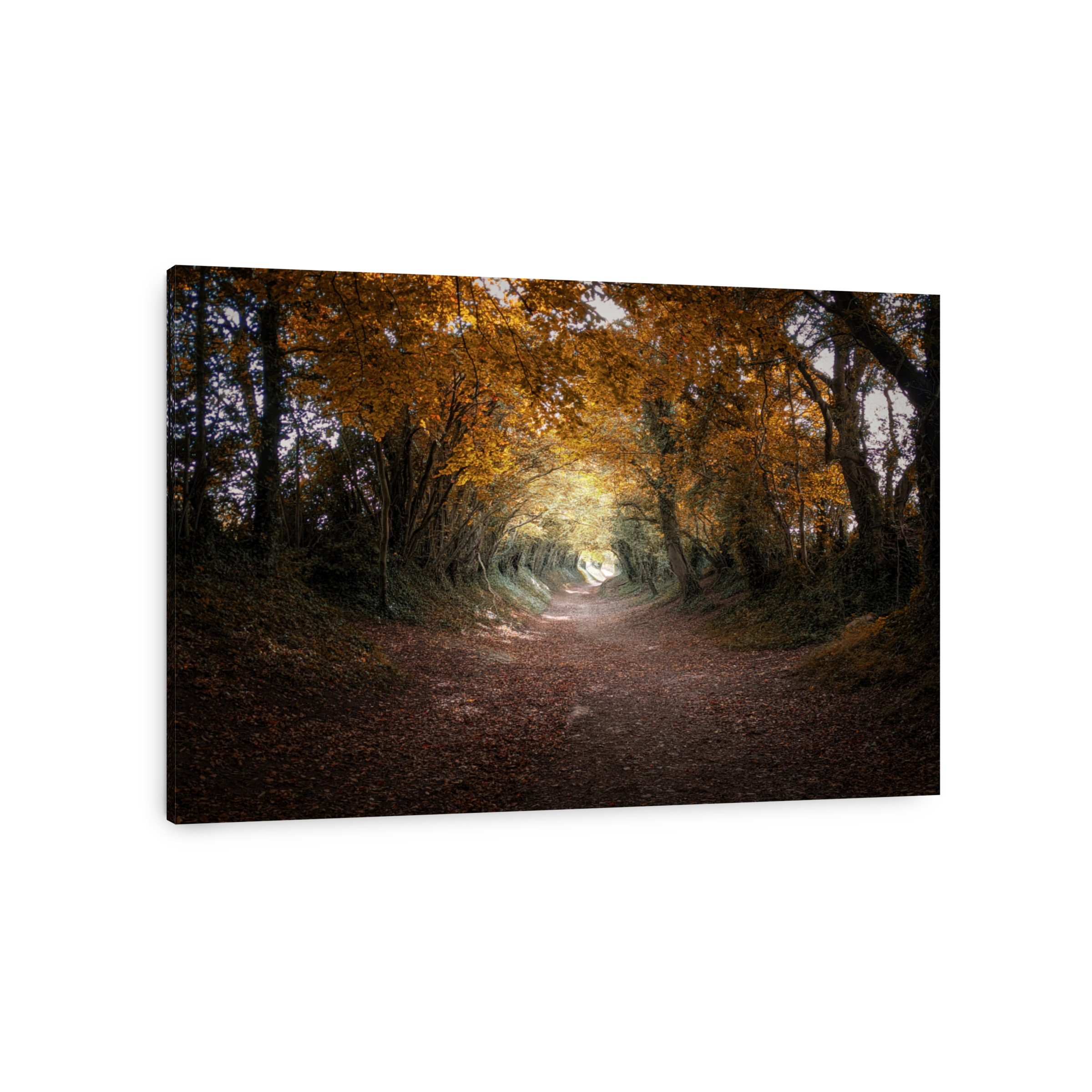 Halnaker tree tunnel in Autumn