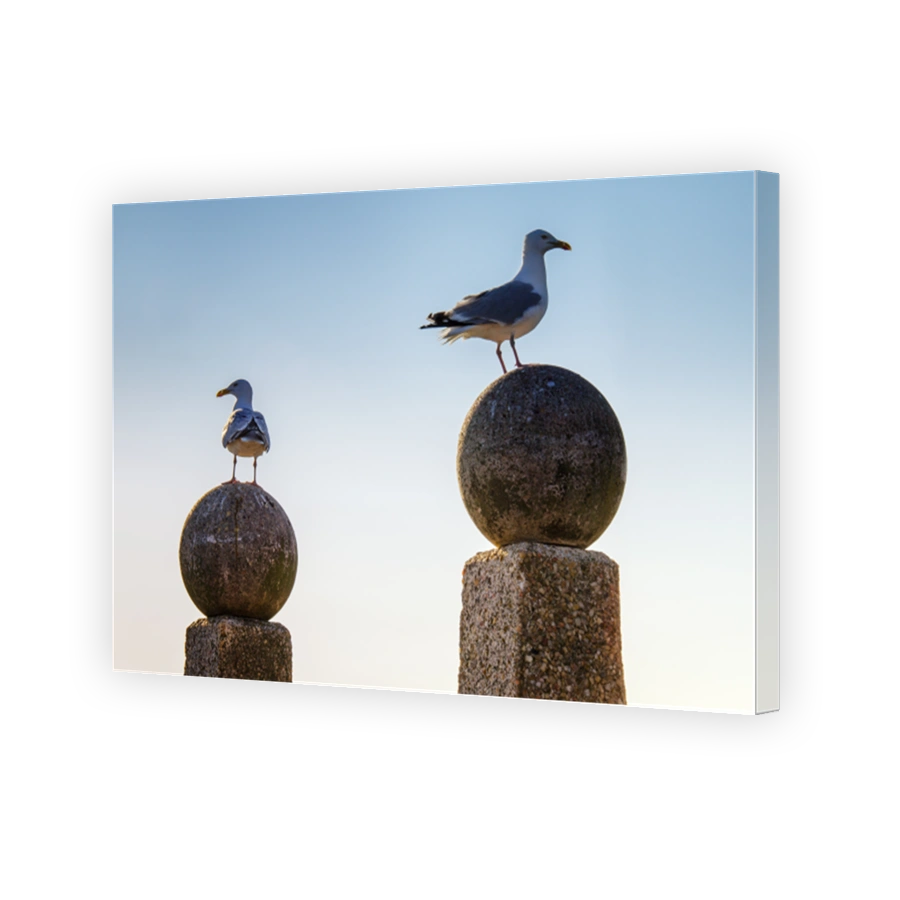 Two seagulls