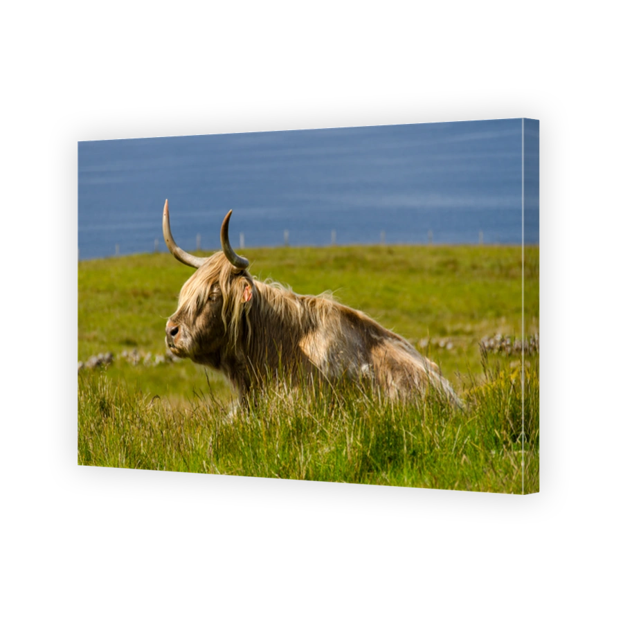 Cattle on Skye