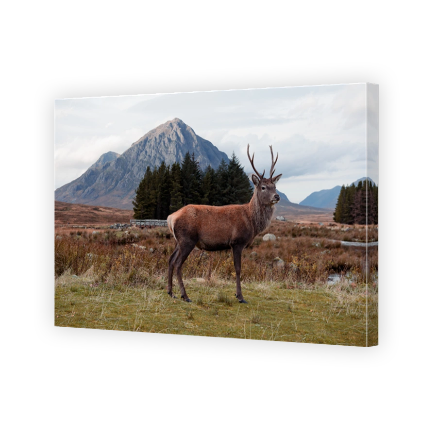 Red Deer Stag in Glencoe with Buachaille Etive Mòr, Scottish Highlands, UK