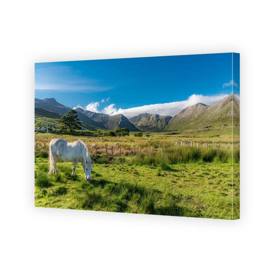 Lonely white horse:  a connemara pony eats grass in a Twelve Bens sunny landscape in Ireland