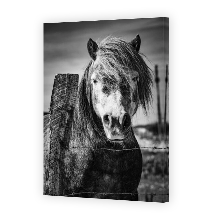 Connemara Pony near Ballyconneely, Connemara, County Galway, Ireland.