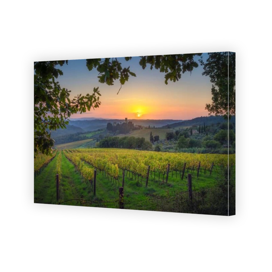 Vineyards at sunset and the Abbey of Badia a Passignano in the Chianti area in autumn. Barberino Tavarnelle, Province of Florence, Tuscany region, Ita