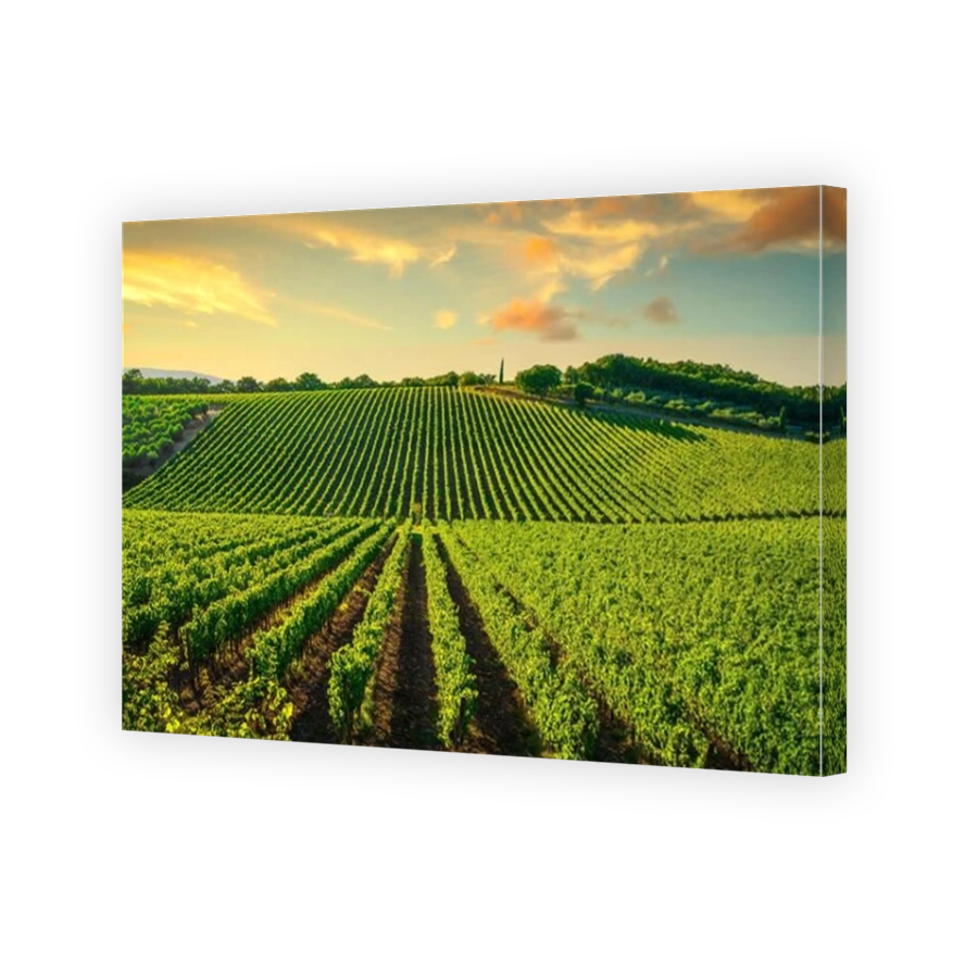 Vineyard at sunset. Sangiovese red Italian wine grape variety. Castellina in Chianti, Tuscany, Italy, Europe.