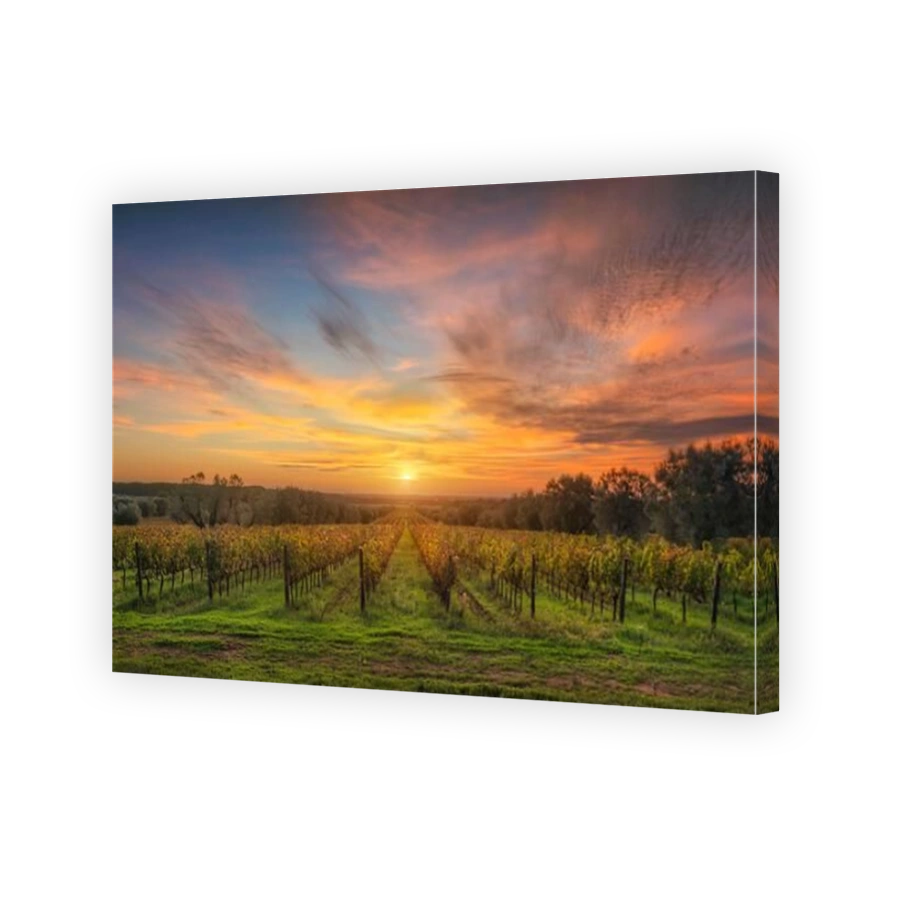 Bolgheri vineyards panoramic view at sunset. Castagneto Carducci, Tuscany region, Italy
