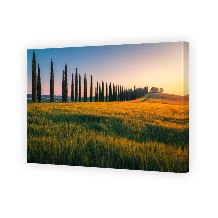Rural road decorated with cypresses row on the grain field