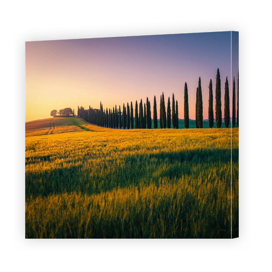 Rural road and cypresses row on the grain field, Tuscany