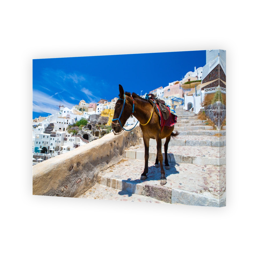 Donkey taxis in Santorini