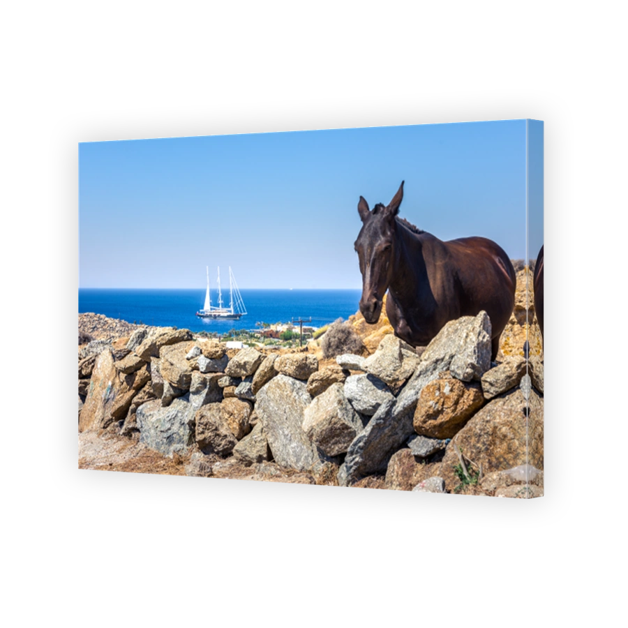 Rural landscape with curious donkey in a sunny summer day at Mykonos, Cyclades, Greece.