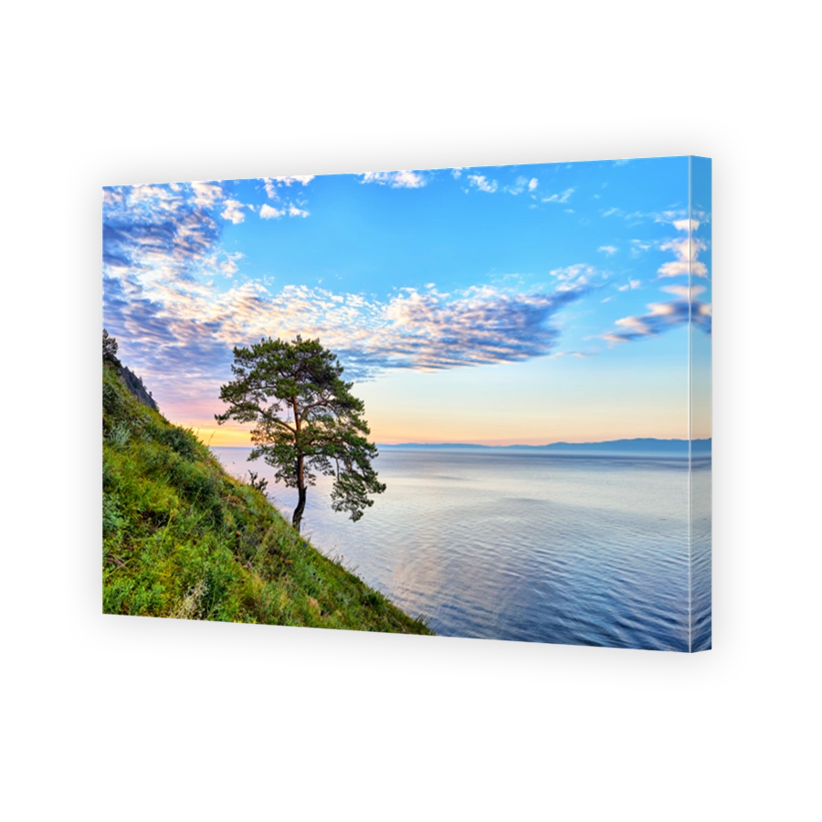 Lonely pine on green slope of west coast Lake Baikal