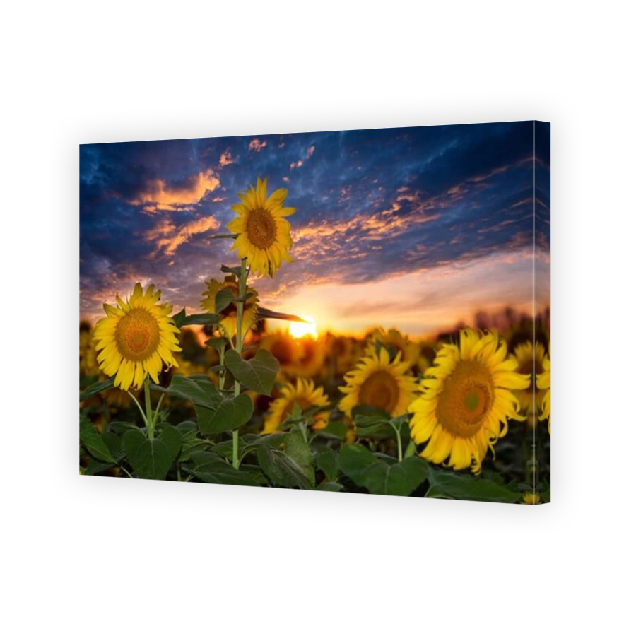 Ukrainian Sunflower field and burning sunset sky. Vibrant blooming sunflowers.