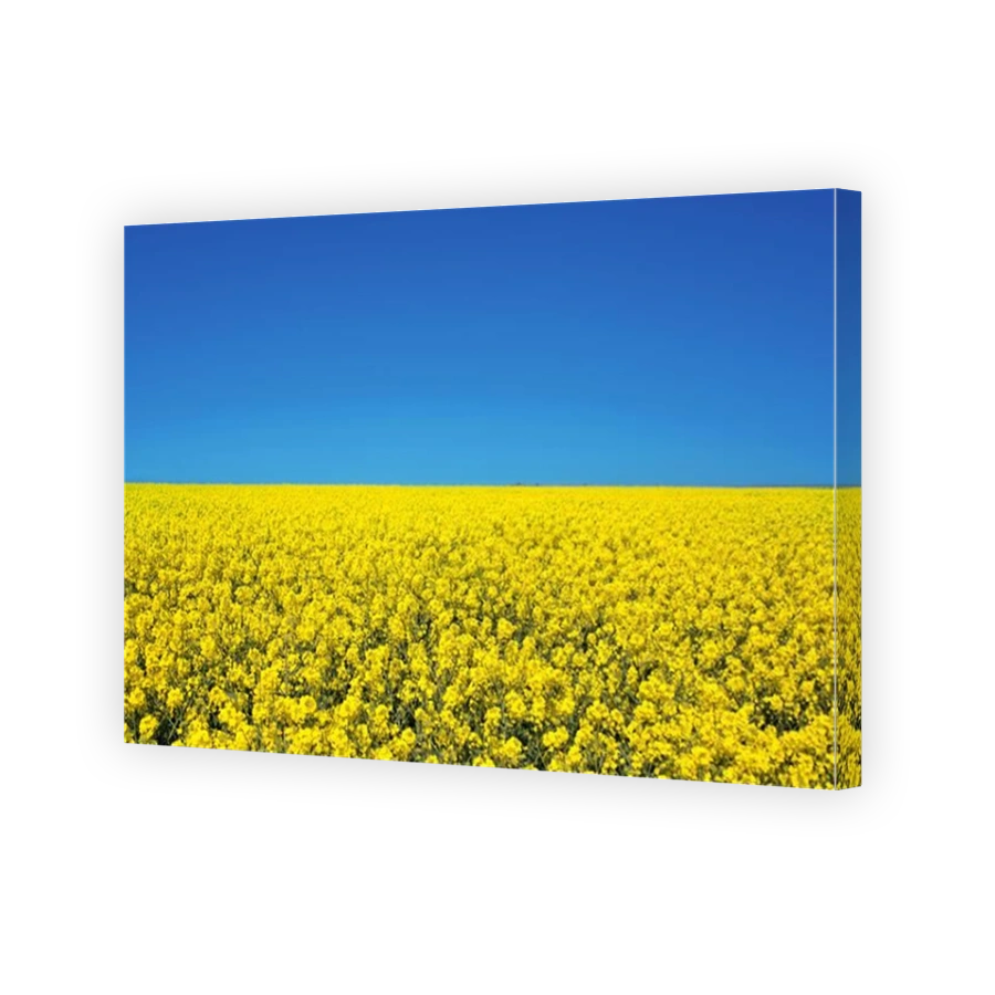 Field of colza rapeseed yellow flowers and blue sky, Ukrainian flag colors, Ukraine agriculture illustration
