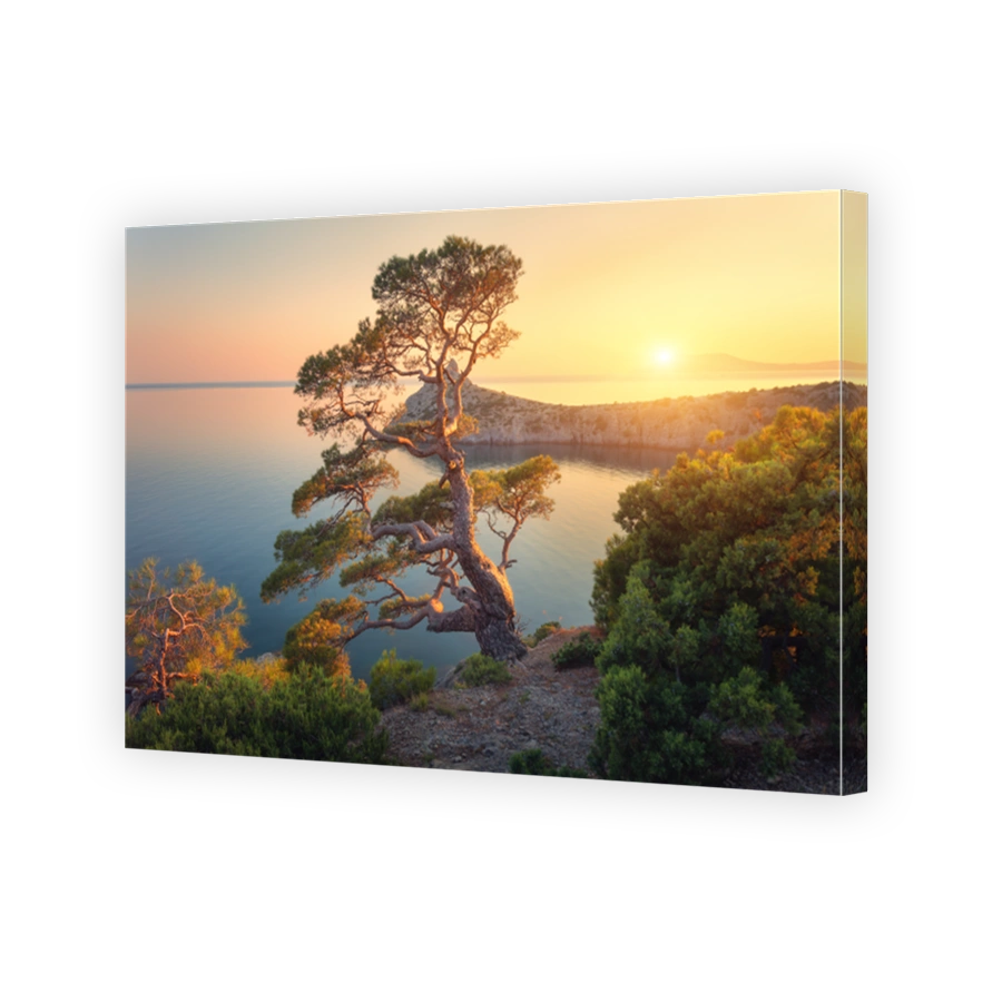 Beautiful tree on the mountain at sunset. Colorful landscape with old tree with green leaves, blue sea, rocks and yellow sunlight in dusk. Summer forest. Travel in Crimea. Nature background. Scenery