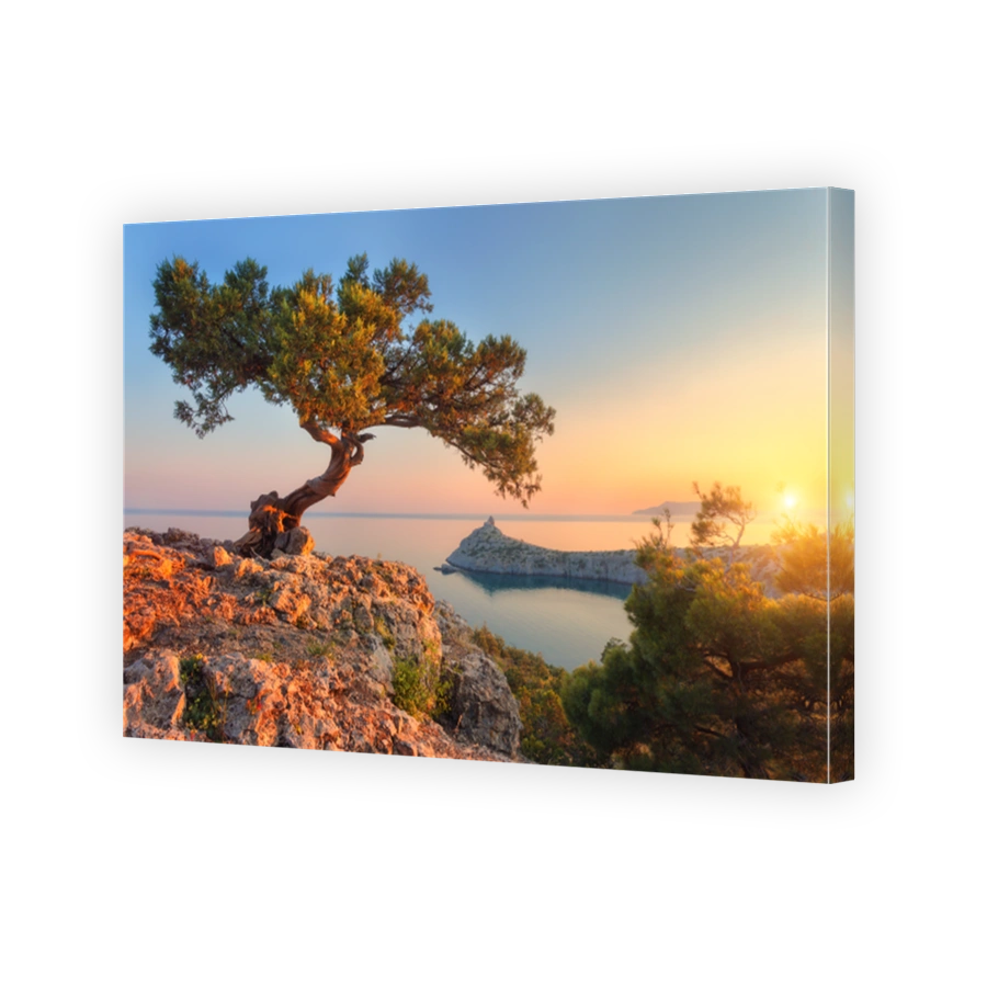 Amazing tree growing out of the rock at sunset. Colorful landscape with old tree with green leaves, blue sea, mountains and sky with sun in the evening. Summer travel in Crimea. Nature background