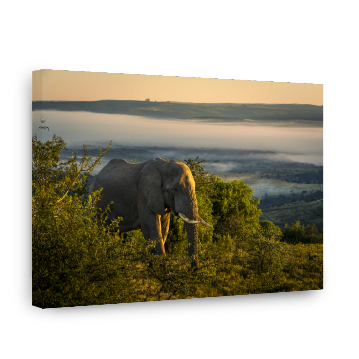 An African bush elephant (Loxodonta africana) in its natural habitat near Gqeberha (Port Elizabeth), Eastern Cape, South Africa. Captured in the wild, showcasing the majesty of African wildlife.