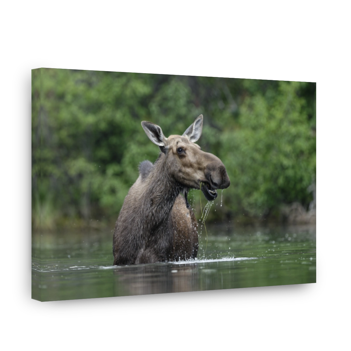 Cow moose feeding in water Yukon, Canada in summer